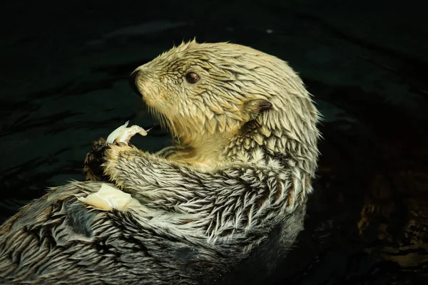 Een Close Shot Van Een Bruine Beer Met Een Grote — Stockfoto