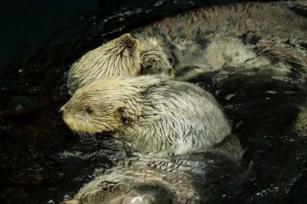 Closeup Shot Young Beautiful Brown Bear Water — Stockfoto