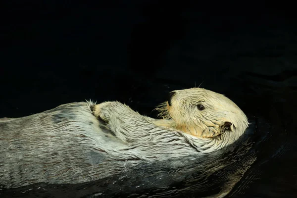 Close Van Een Witte Hond — Stockfoto