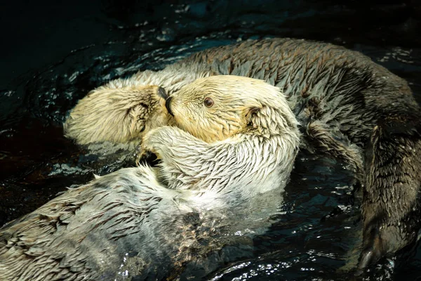 Closeup Shot Cute White Bear Zoo — Stockfoto