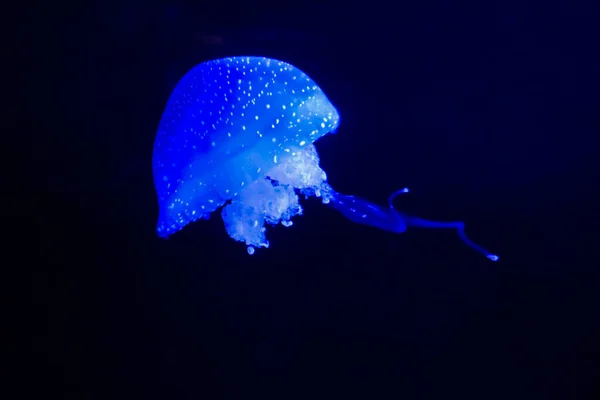 Beautiful Jellyfish Aquarium — Stock Photo, Image