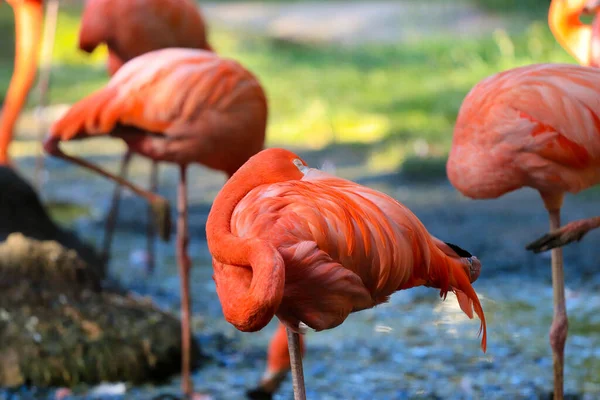 Vackra Flamingos Djurparken — Stockfoto