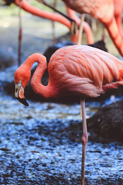 Belle Flamant Rose Dans Zoo — Photo