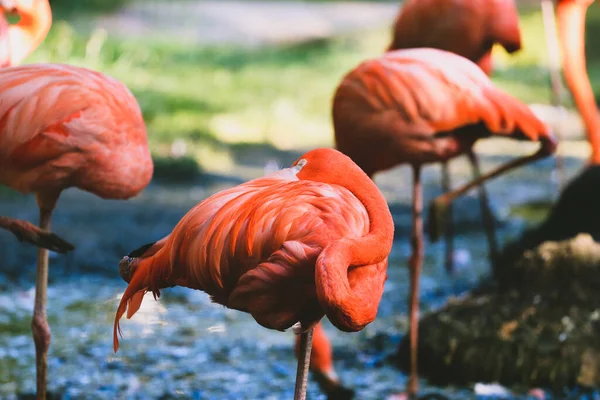 Flamingo Dierentuin — Stockfoto
