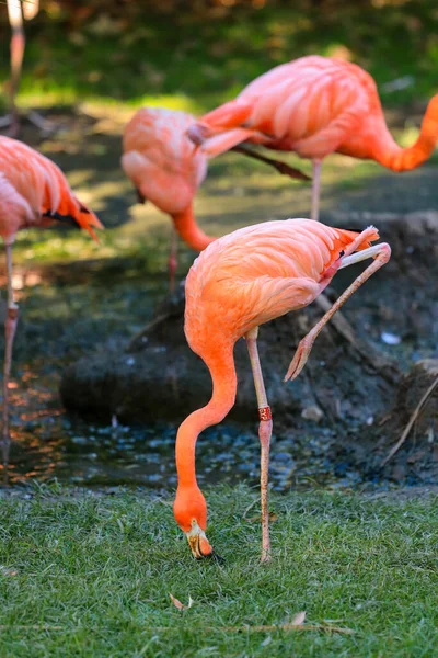 Flamingo Zoo — Stock fotografie