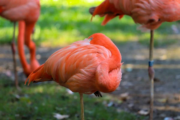 Pink Flamingo Phoenicopterus Ruber Greater Brazil — Stockfoto