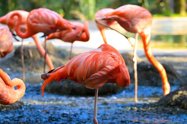 Skupina Plameňáků Zoo — Stock fotografie