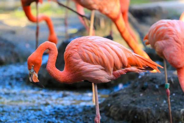 Flamingo Djurparken — Stockfoto