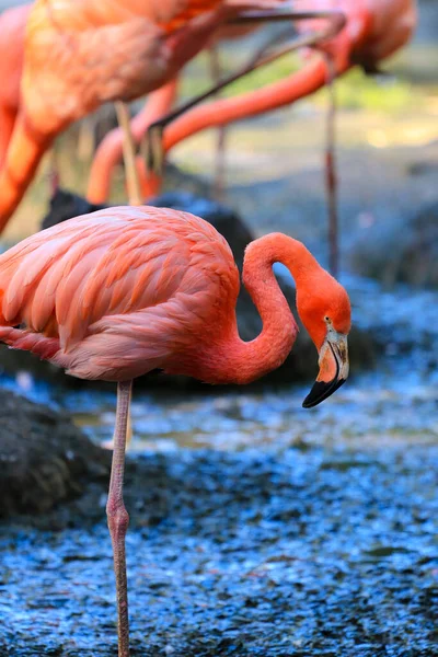 Flamingo Zoo — Stock fotografie