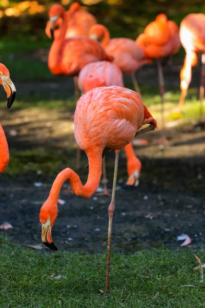 Belo Flamingo Parque — Fotografia de Stock