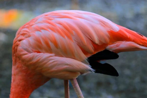 Närbild Rosa Flamingo — Stockfoto