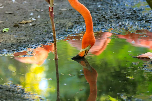 Vacker Fågel Vattnet — Stockfoto