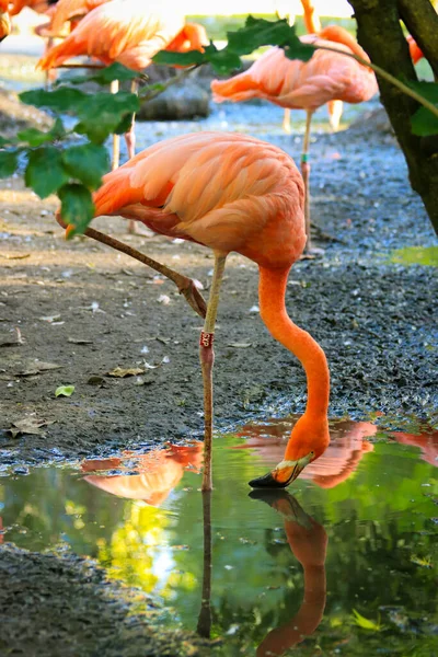 Hayvanat Bahçesindeki Flamingo — Stok fotoğraf
