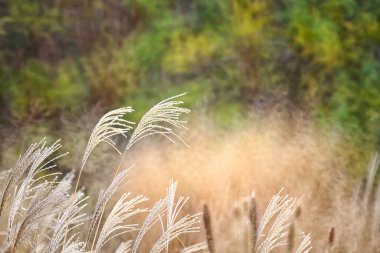 Reed, Costa Brava 'nın gras benzeri bitkileri. Girona