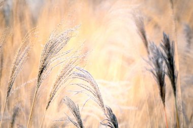 Reed, Costa Brava 'nın gras benzeri bitkileri. Girona