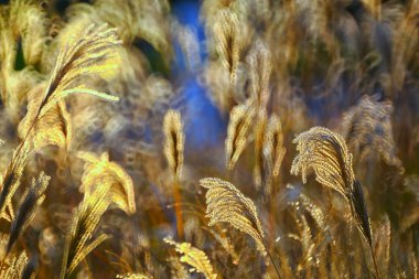 Reed, Costa Brava 'nın gras benzeri bitkileri. Girona