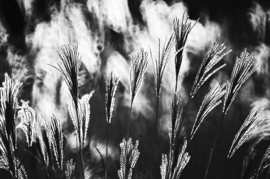Reed, Costa Brava 'nın gras benzeri bitkileri. Girona