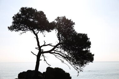 Gün batımında Belladona Koyu 'nda. Akdeniz kıyısındaki kayalıklarda çam ağaçları. Castell-Platja d'Aro