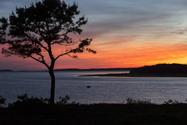 日没に対してシルエットの木とウェルフリート湾の上の夕日C — ストック写真