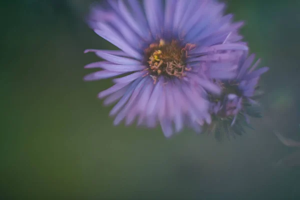 Belles Fleurs Dans Jardin — Photo