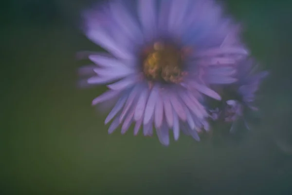 Bellissimi Fiori Giardino — Foto Stock