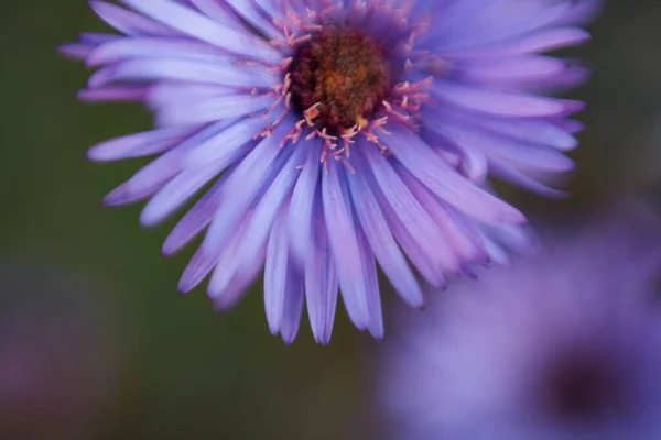 Vackra Blommor Trädgården — Stockfoto