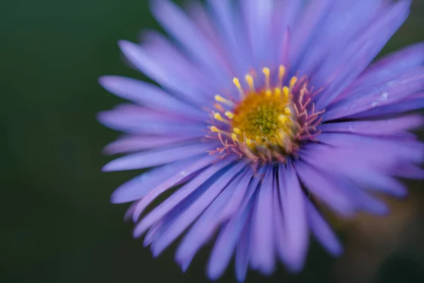 Bellissimi Fiori Giardino — Foto Stock