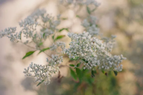 Bellissimi Fiori Giardino — Foto Stock