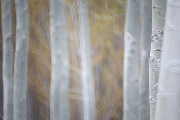 Fond Arbres Flous Dans Forêt — Photo