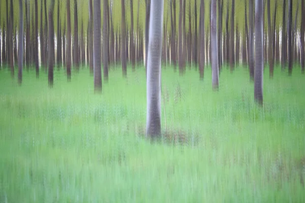 Fond Arbres Flous Dans Forêt — Photo