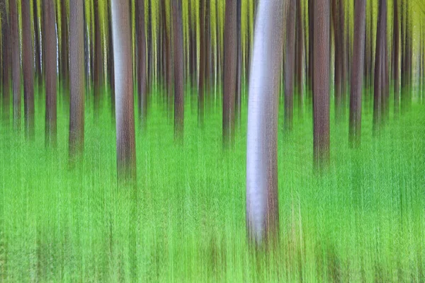 Pozadí Rozmazaných Stromů Lese — Stock fotografie