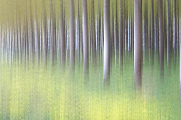 Achtergrond Van Wazige Bomen Het Bos — Stockfoto