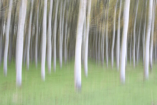Tło Zamazanych Drzew Lesie — Zdjęcie stockowe