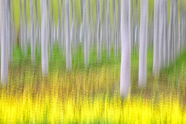 Ormandaki Bulanık Ağaçların Arka Planı — Stok fotoğraf