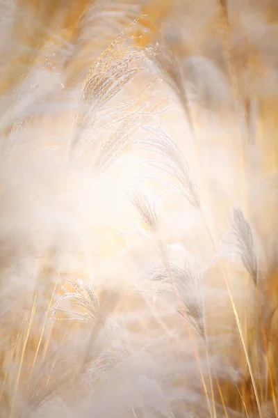 Roseau Plantes Grasses Costa Brava Gérone — Photo