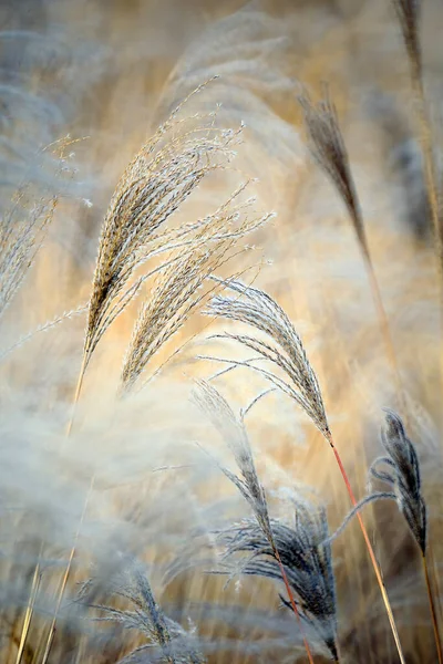 Roseau Plantes Grasses Costa Brava Gérone — Photo