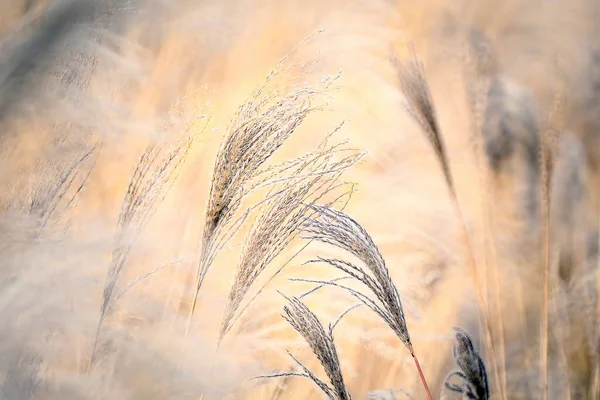 Reed Piante Grasse Della Costa Brava Girona — Foto Stock