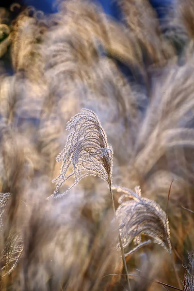 Reed Costa Brava Nın Gras Benzeri Bitkileri Girona — Stok fotoğraf