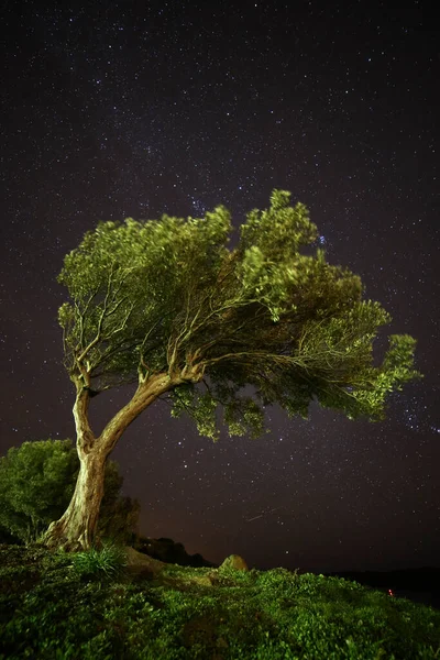 구름낀 배경에 아름다운 나무의 — 스톡 사진