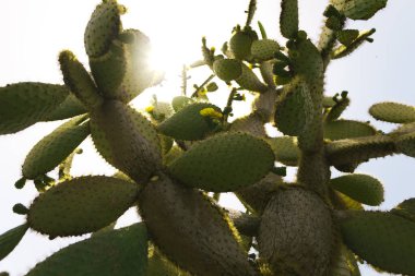 Büyük beyaz çiçekli yeşil dikenli armut.