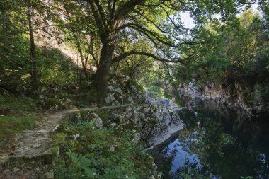 Ormandaki nehrin güzel manzarası