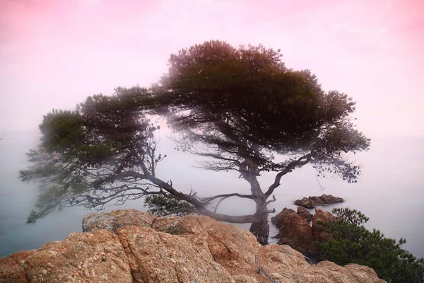 Akdeniz Gün Batımı Cala Alguer Costa Brava Girona Spanya — Stok fotoğraf