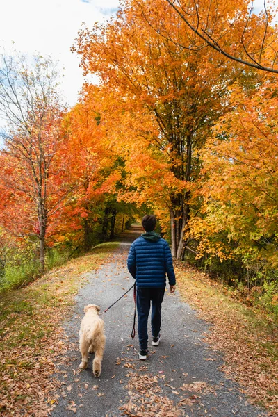 Young Woman Dog Walking Autumn Park — Zdjęcie stockowe