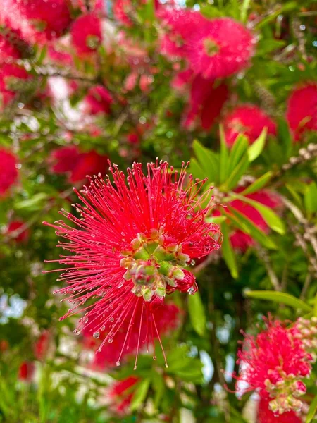 Flor Vermelha Jardim — Fotografia de Stock