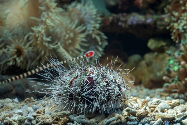 美丽的水下世界珊瑚礁 — 图库照片