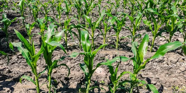 Cornfield during the growing season on a sunny day