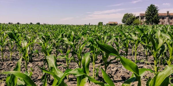 Cornfield during the growing season on a sunny day