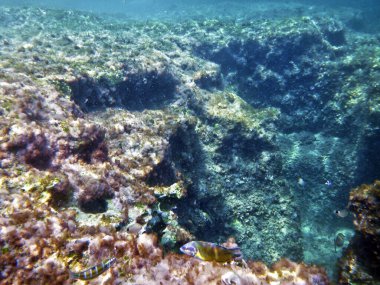 Akdeniz adası Malta 'daki tipik kayalık sualtı resifi