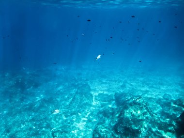 Malta 'nın Akdeniz kıyısındaki bir sualtı sahnesinin genel görüntüsü