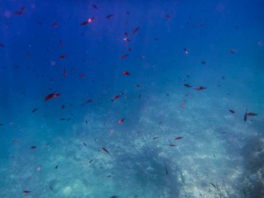 Güzel bir denizin sualtı manzarası